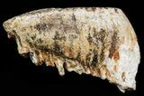Nice Upper Jaw M Mammoth Molar - North Sea #45382-2